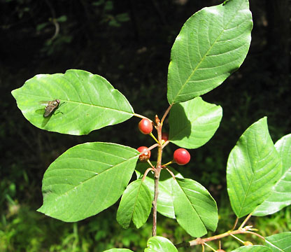 frangula purshiana 2 graphic